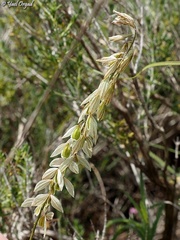 Polygala monspeliaca
