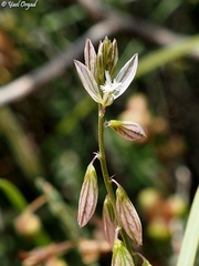 Polygala monspeliaca