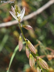 Polygala monspeliaca
