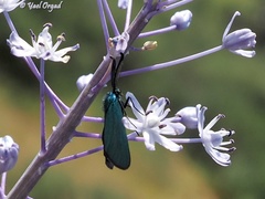 Scilla hyacinthoides