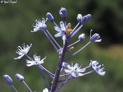 Scilla hyacinthoides