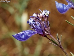 Teucrium procerum