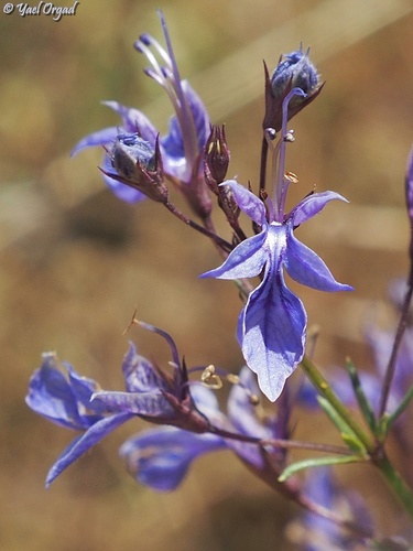 Tall Germander (Teucrium procerum)