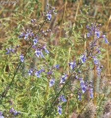 Teucrium procerum