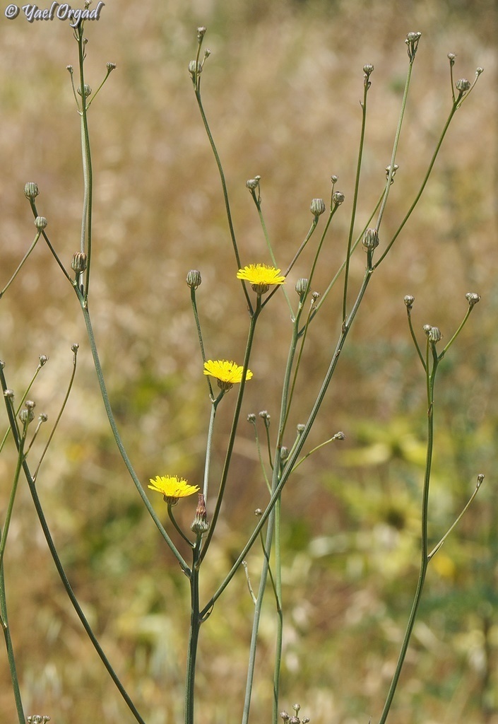 Tolpis