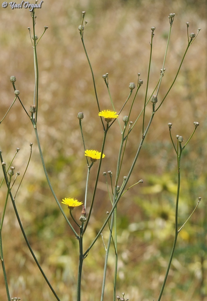 Tolpis