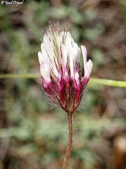 Trifolium dichroanthum