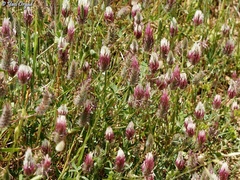 Trifolium dichroanthum