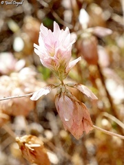 Trifolium philistaeum