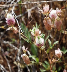 Trifolium philistaeum