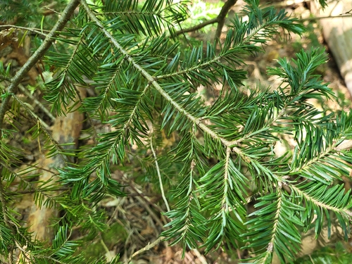 silver fir