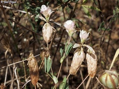 Trifolium philistaeum