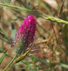 Trifolium purpureum
