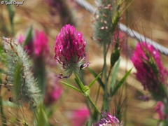 Trifolium purpureum