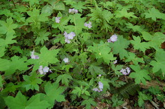 Phacelia bipinnatifida