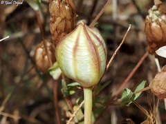 Tulipa agenensis