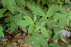 Phacelia bipinnatifida