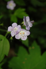 Phacelia bipinnatifida