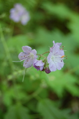 Phacelia bipinnatifida