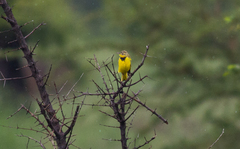 Tmetothylacus tenellus