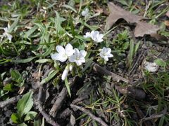 Claytonia virginica