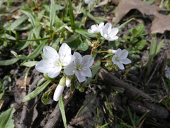 Claytonia virginica