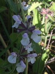 Stachys rigida rigida