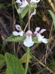 Stachys rigida rigida