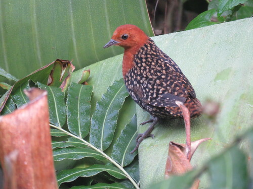 iNaturalist image