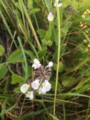 Stachys rigida rigida