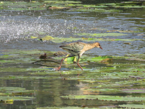 iNaturalist image