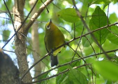 Zosterops kikuyuensis