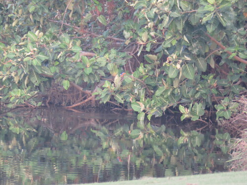 iNaturalist image