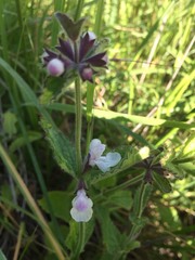Stachys rigida rigida