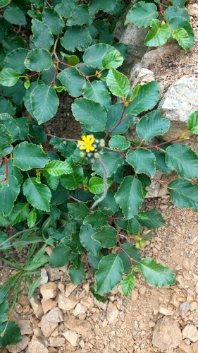 Pilosella floribunda, 2026-07-16