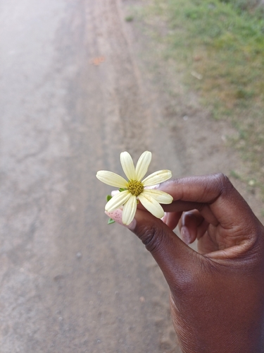 Wax Vine