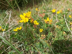 Lotus corniculatus