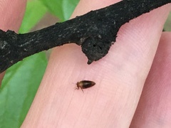 Pachypsylla celtidisgemma