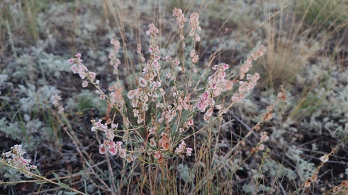 Atraphaxis frutescens, photograph 2
