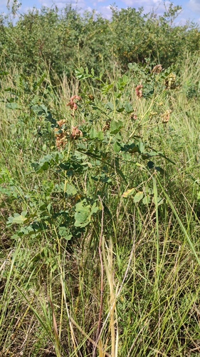 Glycyrrhiza uralensis, photograph 4