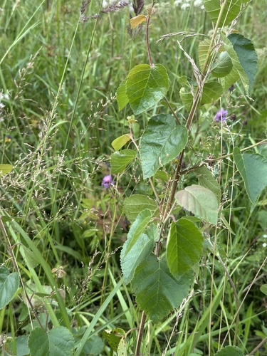 Наблюдение на iNaturalist