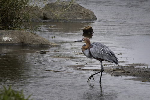 iNaturalist image