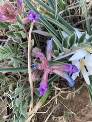 Astragalus shortianus