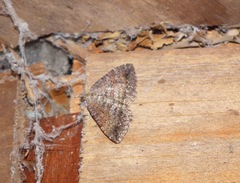 Chrysolarentia bichromata