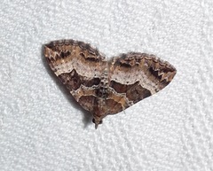 Chrysolarentia lucidulata