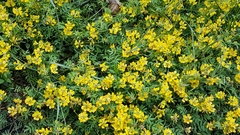 Hippocrepis comosa