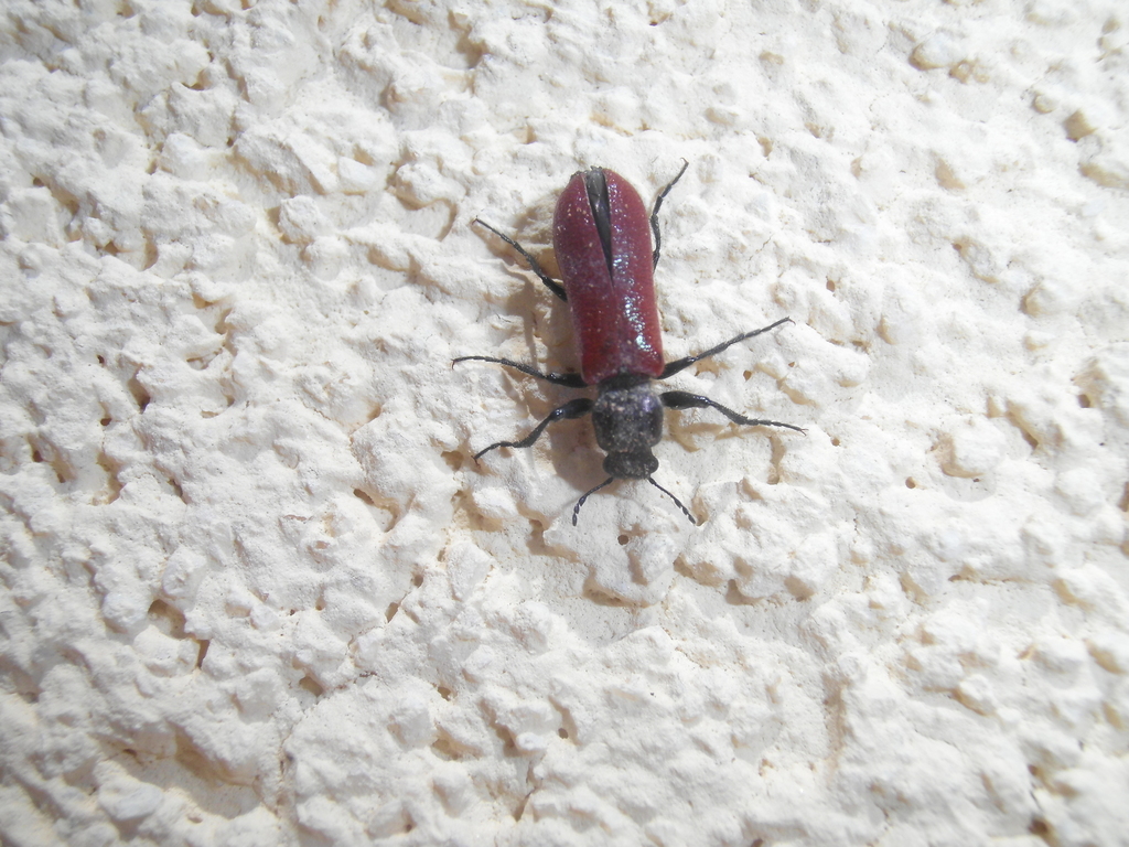 Psoa dubia