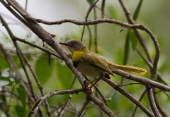 Apalis flavida