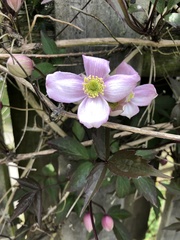 Clematis montana