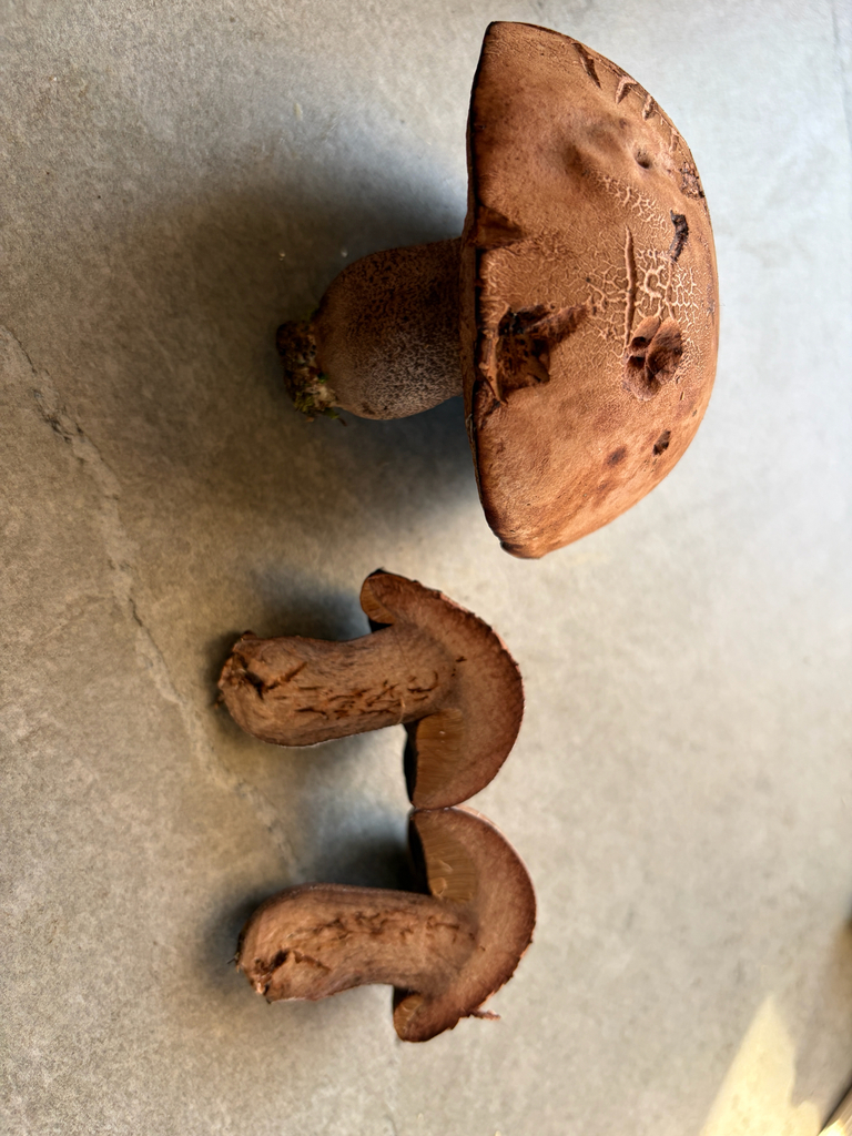 Lilac-brown bolete · July 2026 · photo: Photo: (c) sgmur, some rights reserved (CC BY) · iNaturalist